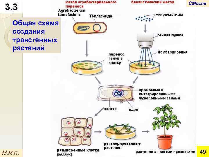 3. 3 СМсспк Общая схема создания трансгенных растений М. М. П. 49 