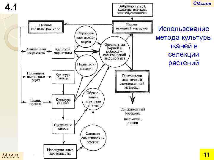 4. 1 СМсспк Использование метода культуры тканей в селекции растений М. М. П. 11