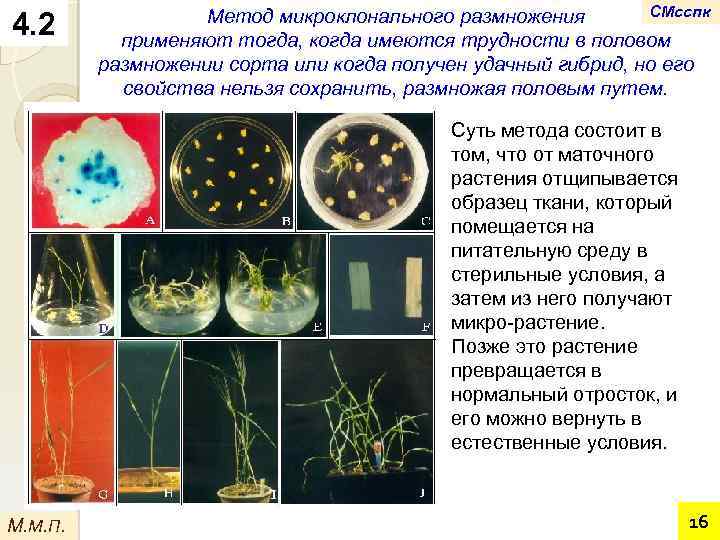 4. 2 СМсспк Метод микроклонального размножения применяют тогда, когда имеются трудности в половом размножении