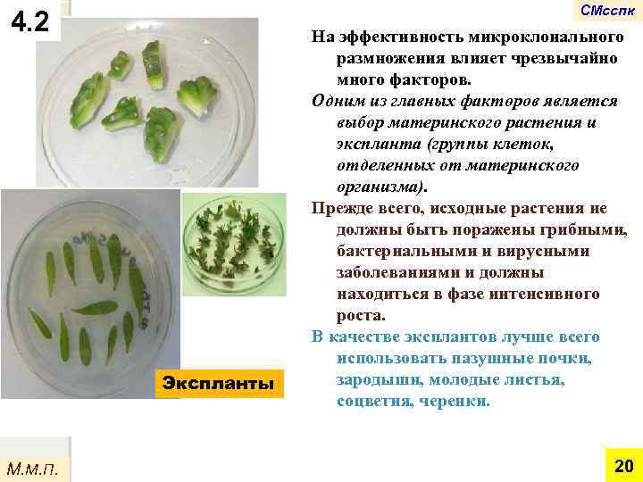 СМсспк 4. 2 Экспланты М. М. П. На эффективность микроклонального размножения влияет чрезвычайно много