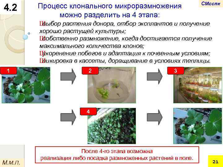 4. 2 Процесс клонального микроразмножения можно разделить на 4 этапа: СМсспк Ш выбор растения