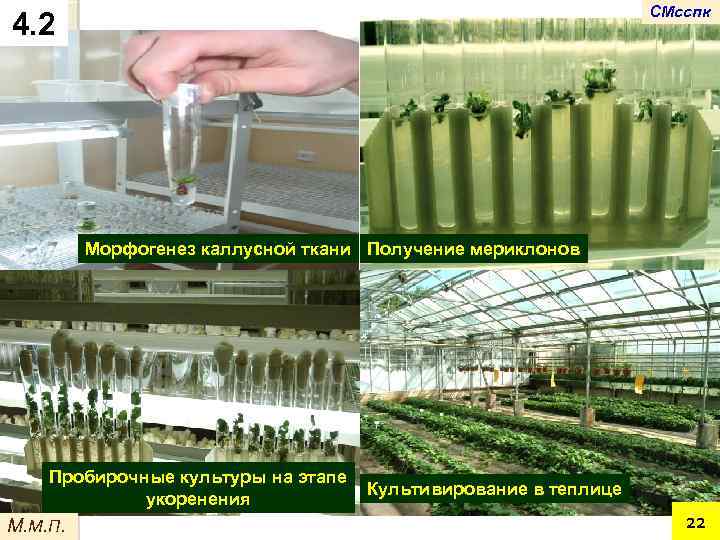 СМсспк 4. 2 Морфогенез каллусной ткани Получение мериклонов Пробирочные культуры на этапе укоренения М.