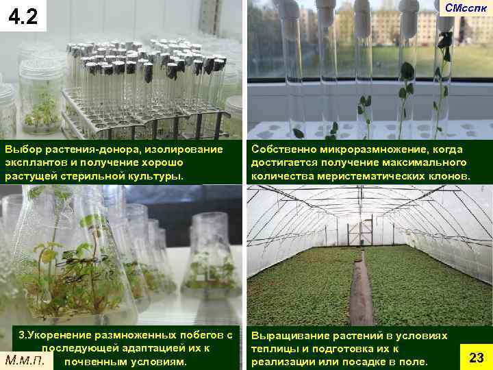 4. 2 СМсспк Выбор растения-донора, изолирование эксплантов и получение хорошо растущей стерильной культуры. Собственно