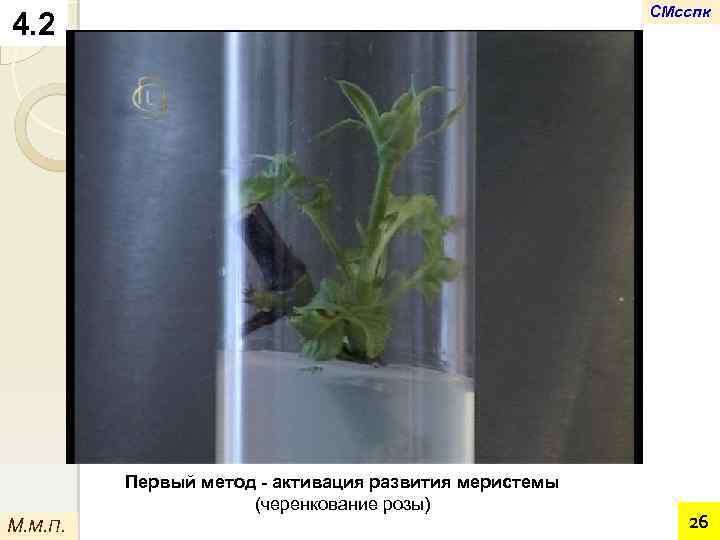СМсспк 4. 2 Первый метод - активация развития меристемы (черенкование розы) М. М. П.