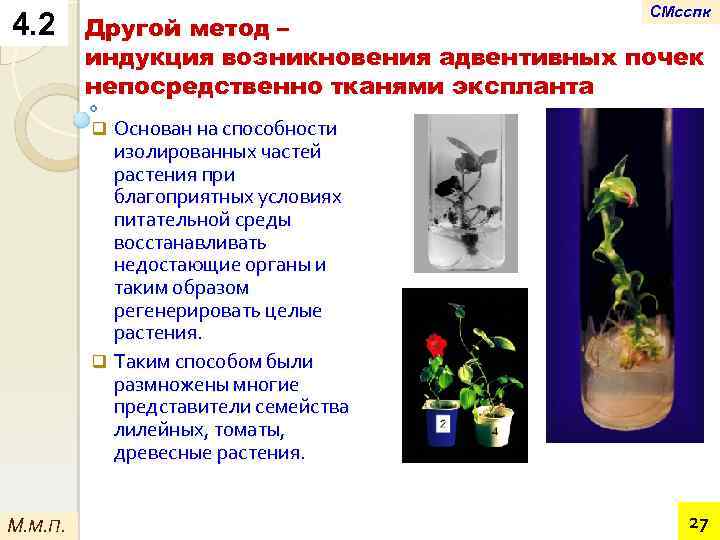 4. 2 СМсспк Другой метод – индукция возникновения адвентивных почек непосредственно тканями экспланта Основан