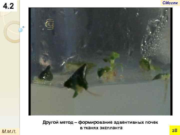СМсспк 4. 2 М. М. П. Другой метод – формирование адвентивных почек в тканях