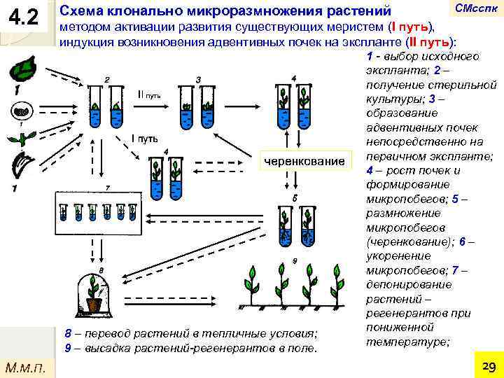 4. 2 Схема клонально микроразмножения растений методом активации развития существующих меристем (I путь), индукция