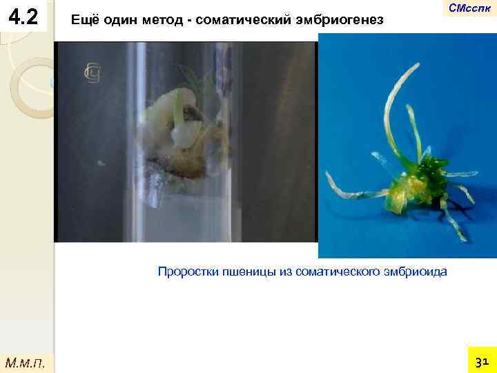 4. 2 Ещё один метод - соматический эмбриогенез СМсспк Проростки пшеницы из соматического эмбриоида