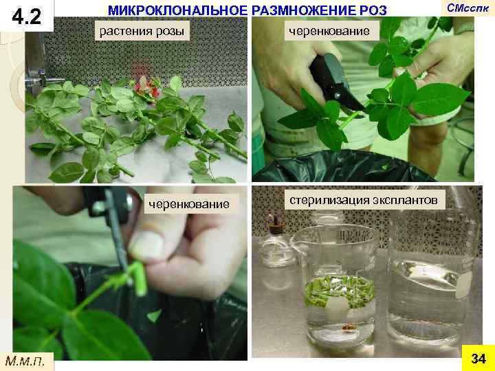 4. 2 МИКРОКЛОНАЛЬНОЕ РАЗМНОЖЕНИЕ РОЗ растения розы черенкование М. М. П. СМсспк черенкование стерилизация