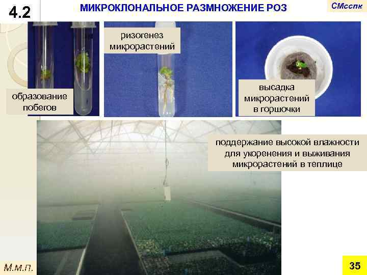4. 2 МИКРОКЛОНАЛЬНОЕ РАЗМНОЖЕНИЕ РОЗ СМсспк ризогенез микрорастений образование побегов высадка микрорастений в горшочки