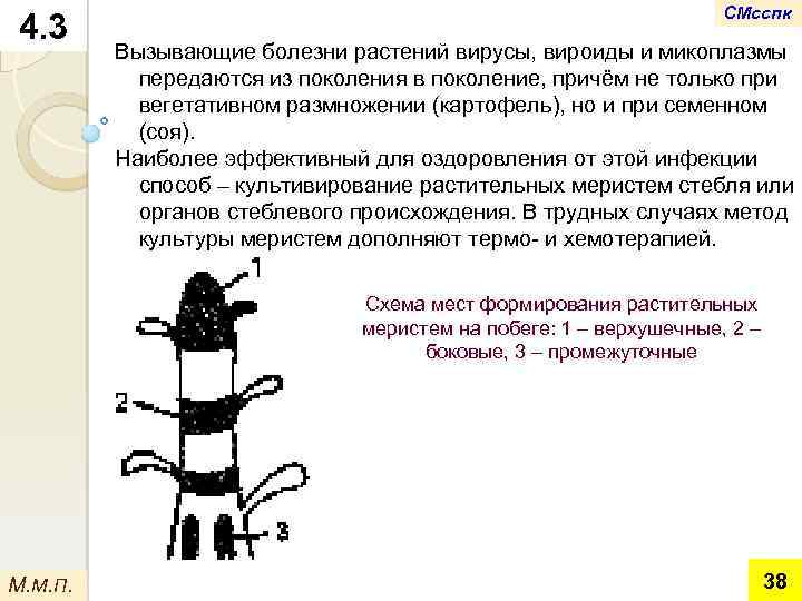 4. 3 СМсспк Вызывающие болезни растений вирусы, вироиды и микоплазмы передаются из поколения в
