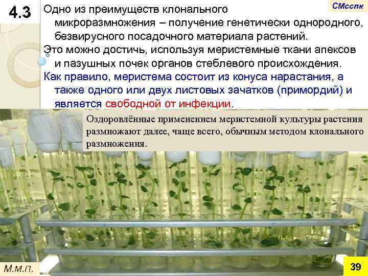 4. 3 СМсспк Одно из преимуществ клонального микроразмножения – получение генетически однородного, безвирусного посадочного