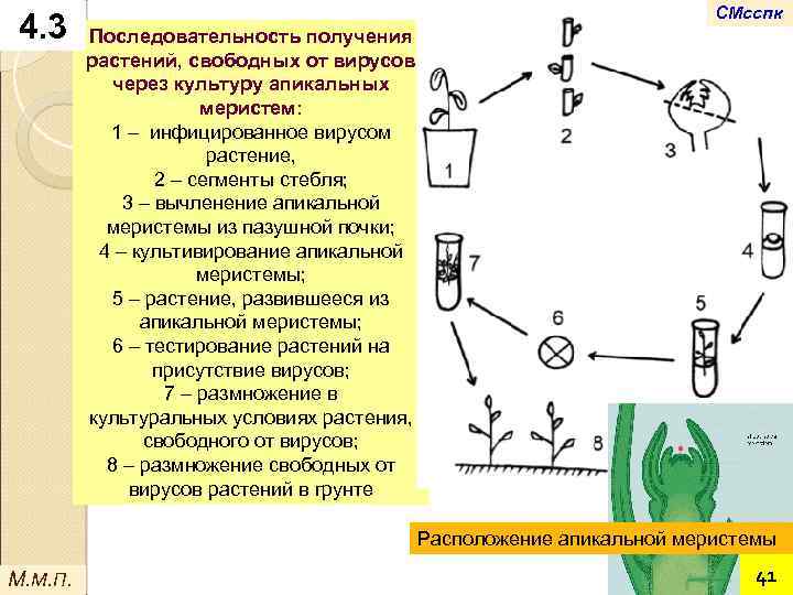 4. 3 СМсспк Последовательность получения растений, свободных от вирусов через культуру апикальных меристем: 1