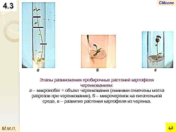 4. 3 СМсспк Этапы размножения пробирочных растений картофеля черенкованием: а – микропобег = объект