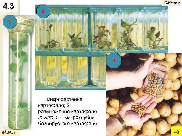 4. 3 СМсспк 2 1 3 1 – микрорастение картофеля; 2 – размножение картофеля
