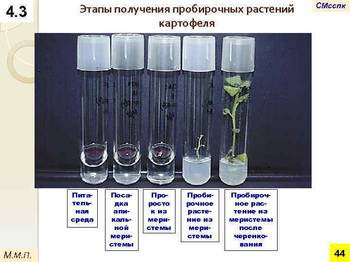 4. 3 Этапы получения пробирочных растений картофеля Питательная среда М. М. П. Посадка апикальной