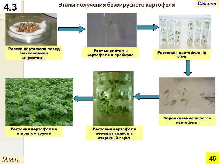 4. 3 Этапы получения безвирусного картофеля Ростки картофеля перед вычленением меристемы Рост меристемы картофеля