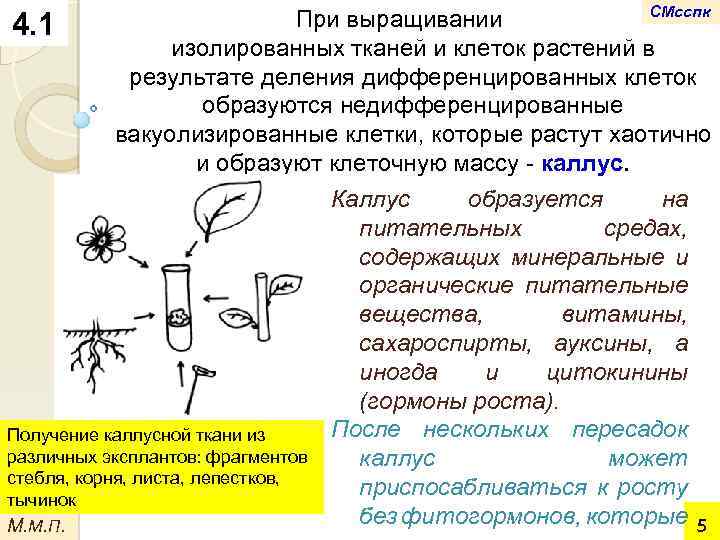 4. 1 СМсспк При выращивании изолированных тканей и клеток растений в результате деления дифференцированных