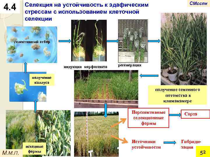 4. 4 СМсспк Селекция на устойчивость к эдафическим стрессам с использованием клеточной селекции селективный