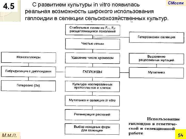 4. 5 М. М. П. СМсспк С развитием культуры in vitro появилась реальная возможность