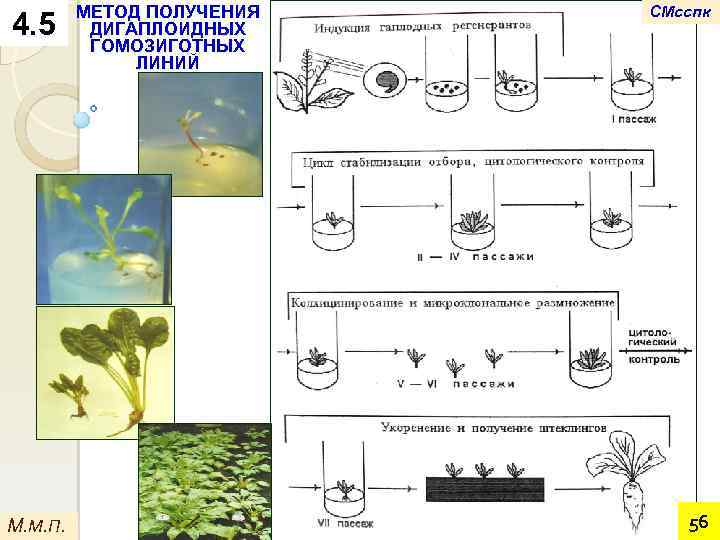 4. 5 М. М. П. МЕТОД ПОЛУЧЕНИЯ ДИГАПЛОИДНЫХ ГОМОЗИГОТНЫХ ЛИНИЙ СМсспк 56 