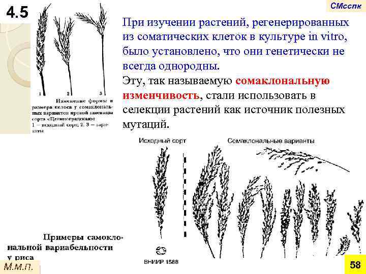 4. 5 М. М. П. СМсспк При изучении растений, регенерированных из соматических клеток в