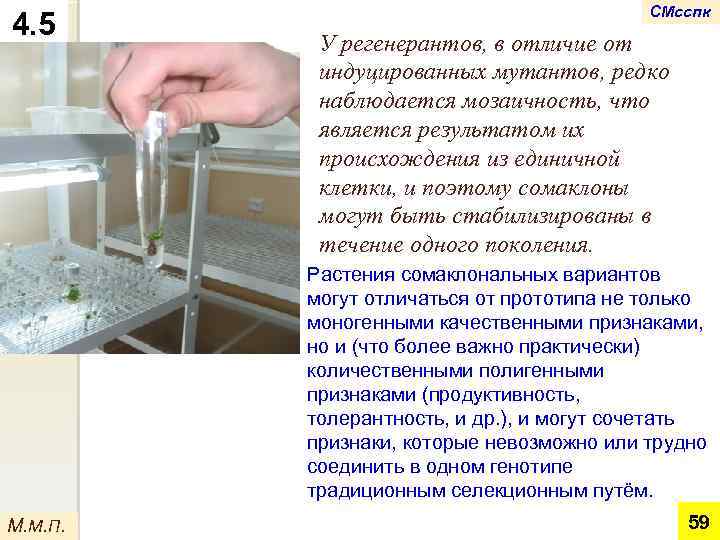 4. 5 СМсспк У регенерантов, в отличие от индуцированных мутантов, редко наблюдается мозаичность, что