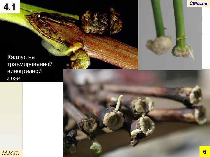 4. 1 СМсспк Каллус на травмированной виноградной лозе М. М. П. 6 