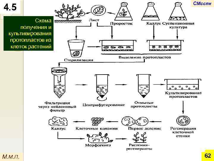 4. 5 СМсспк Схема получения и культивирования протопластов из клеток растений М. М. П.