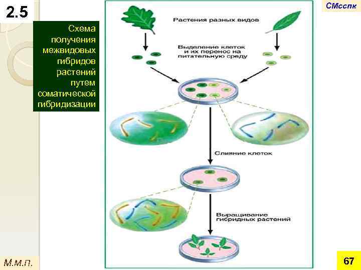 СМсспк 2. 5 Схема получения межвидовых гибридов растений путем соматической гибридизации М. М. П.