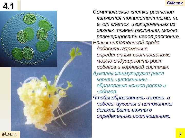 4. 1 М. М. П. СМсспк Соматические клетки растении являются тотипотентными, т. е. от