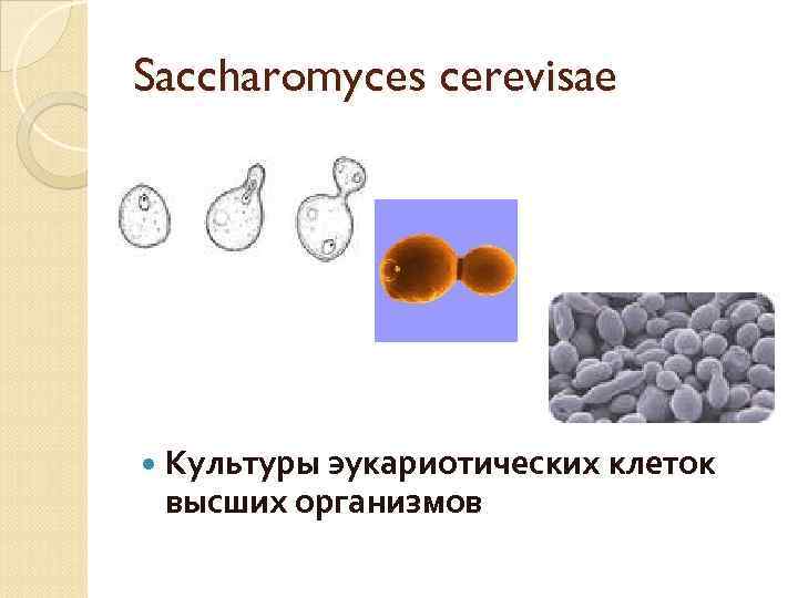 Saccharomyces cerevisae Культуры эукариотических клеток высших организмов 