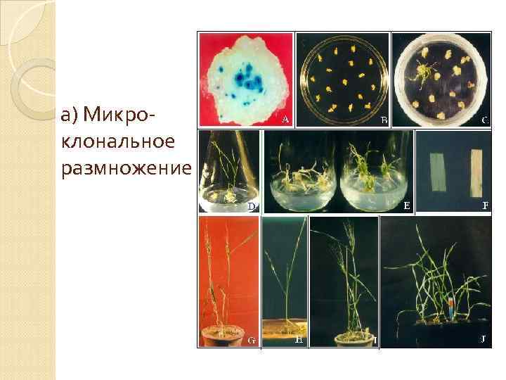 а) Микроклональное размножение 