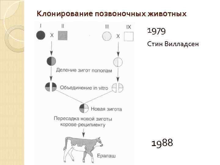 Клонирование позвоночных животных 1979 Стин Вилладсен 1988 