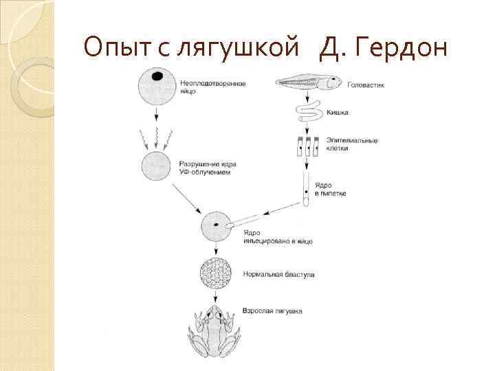 Опыт с лягушкой Д. Гердон 