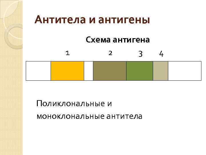 Антитела и антигены 1 Схема антигена 2 3 4 Поликлональные и моноклональные антитела 