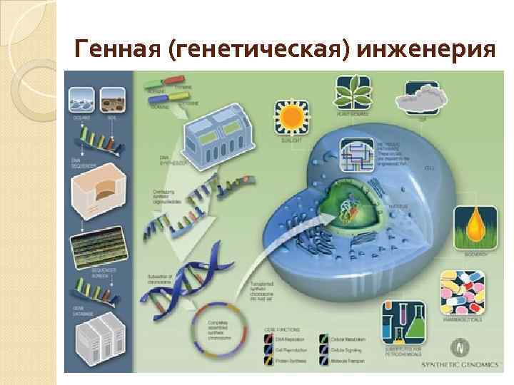 Генная (генетическая) инженерия 