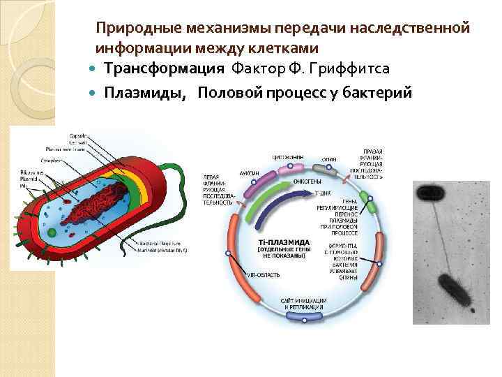 Природные механизмы передачи наследственной информации между клетками Трансформация Фактор Ф. Гриффитса Плазмиды, Половой процесс