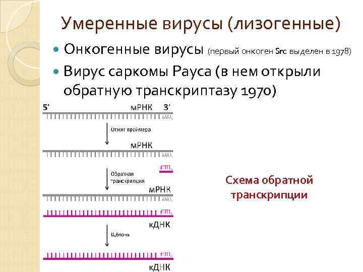 Умеренные вирусы (лизогенные) Онкогенные вирусы (первый онкоген Src выделен в 1978) Вирус саркомы Рауса