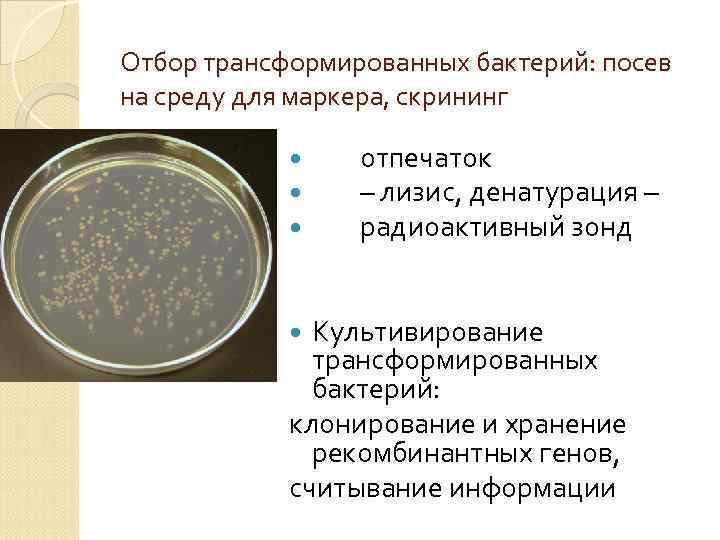 Отбор трансформированных бактерий: посев на среду для маркера, скрининг отпечаток – лизис, денатурация –