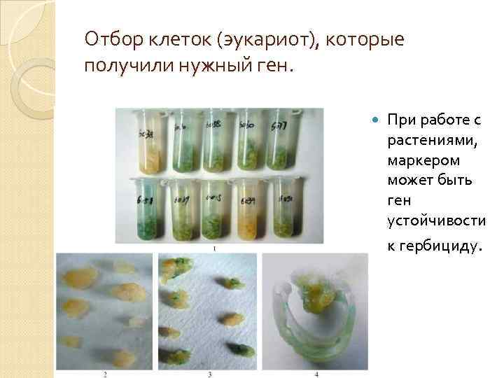 Отбор клеток (эукариот), которые получили нужный ген. При работе с растениями, маркером может быть