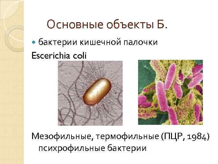 Основные объекты Б. бактерии кишечной палочки Escerichia coli Мезофильные, термофильные (ПЦР, 1984) психрофильные бактерии