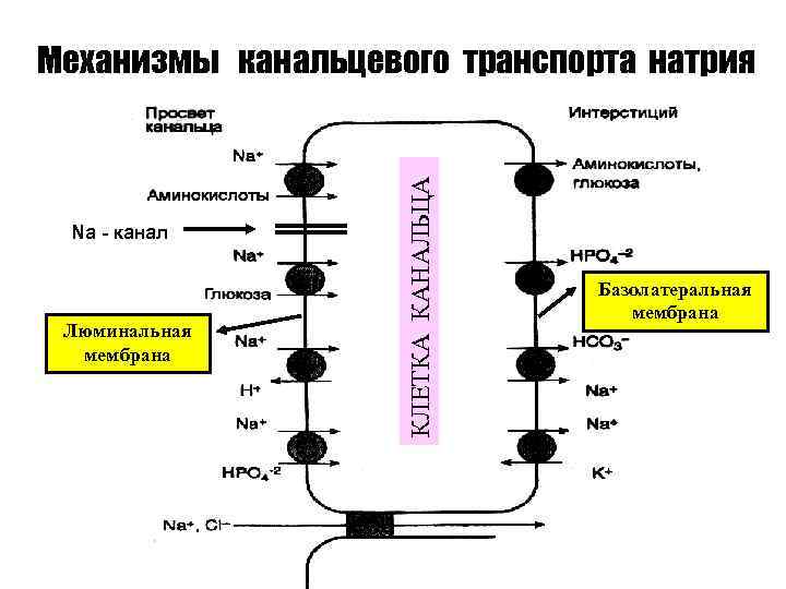 Мембрана глюкоза. Механизмы канальцевого транспорта. Механизмы канальцевого транспорта натрия. Люминальная мембрана. Люминальная сторона мембраны это.