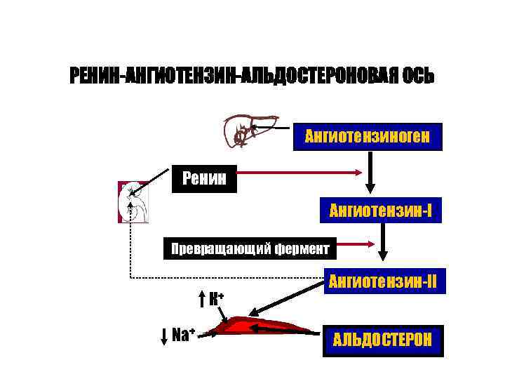 РЕНИН-АНГИОТЕНЗИН-АЛЬДОСТЕРОНОВАЯ ОСЬ Ангиотензиноген Ренин Ангиотензин-I Превращающий фермент К+ Na+ Ангиотензин-II АЛЬДОСТЕРОН 