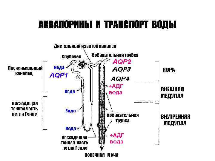 АКВАПОРИНЫ И ТРАНСПОРТ ВОДЫ 