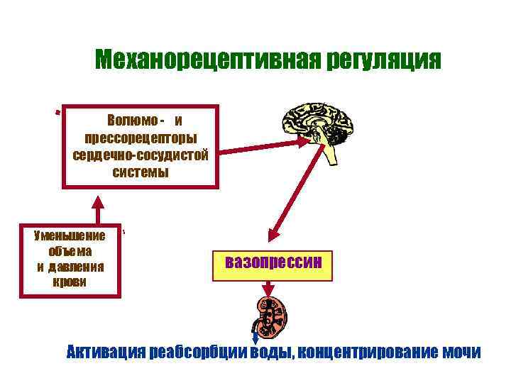 Механорецептивная регуляция Волюмо - и прессорецепторы сердечно-сосудистой системы Уменьшение объема и давления крови n