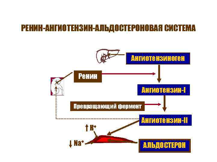 РЕНИН-АНГИОТЕНЗИН-АЛЬДОСТЕРОНОВАЯ СИСТЕМА Ангиотензиноген Ренин Ангиотензин-I Превращающий фермент К+ Na+ Ангиотензин-II АЛЬДОСТЕРОН 