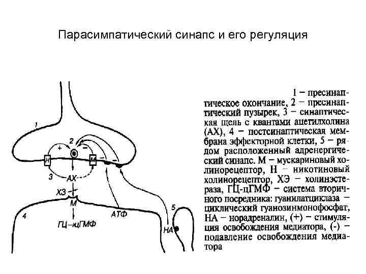 Парасимпатический синапс и его регуляция 