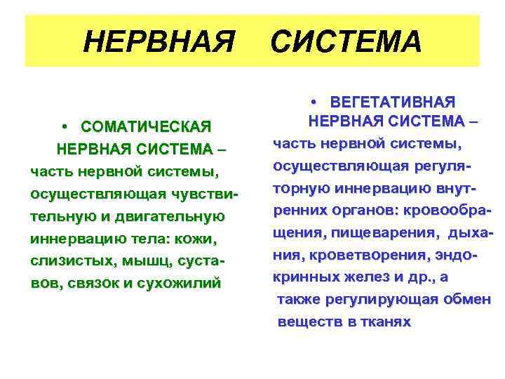 НЕРВНАЯ • СОМАТИЧЕСКАЯ НЕРВНАЯ СИСТЕМА – часть нервной системы, осуществляющая чувствительную и двигательную иннервацию