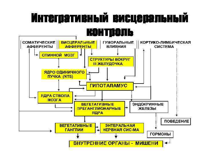 Интегративный висцеральный контроль 